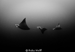 Purists by Nature, Devil Rays
Location: Aliwal Shoal, Um... by Ruby Wolff 